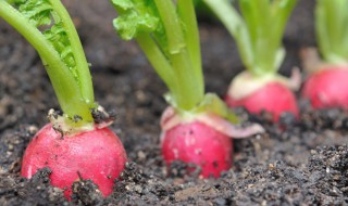 地萝卜的培育方法 地萝卜可以栽吗?