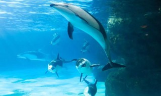 海豚音怎么发声 海豚音对儿童大脑发育