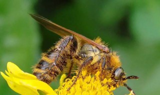 夏季土蜂管理方法 春季土蜂管理