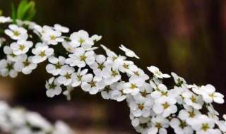 喷雪花怎么养（喷雪花怎么养成棒棒糖）