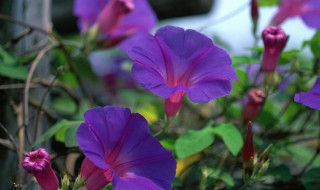 牵牛花的寓意（瓷器上牵牛花的寓意）