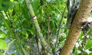 生物防治的方法 生物防治害虫的方法有哪些