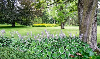 适合庭院种植的矮花树 合适庭院种的低矮花树