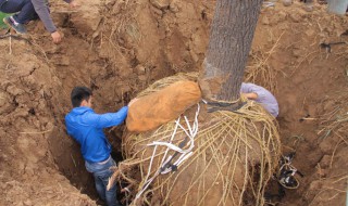 种植大树的技巧 种植大树的技巧和方法