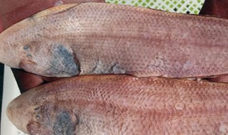 鳎米鱼的做法和配方（鳎米鱼图片）