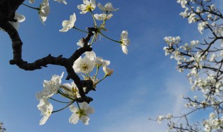 梨花在什么季节开的花 梨花是哪个季节开?