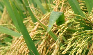 草本植物有哪些（草本植物和木本植物有什么区别）