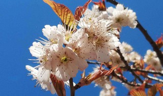 杏树今年没有开花是什么原因（杏树今年没结果是什么情况）