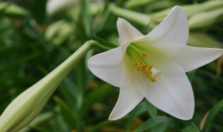 百合花种土里可以反复开花么 百合花种土里能活吗