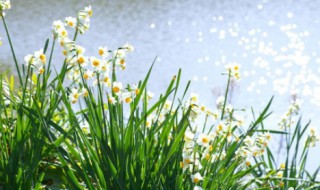 水仙花是什么（水仙花是什么季节开的）