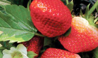 草莓开花可以用尿素吗（草莓开花可以用尿素吗有毒吗）