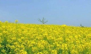 江浙油菜花在什么季节开花 江浙油菜花在什么季节开花的