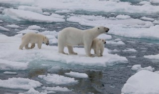 北极熊在南极还是北极（南极和北极哪个冷）