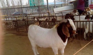 波尔山羊养殖新方法（波尔山羊养殖技术与疾病防治）