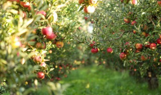 苹果树培育方法（苹果树培育方法视频）