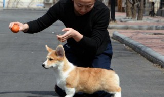 狗舍搭建技巧（狗舍的搭建）