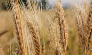 大麦和苦荞的区别（大麦和苦荞的区别图片）