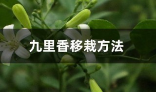 九里香移栽方法（九里香怎么移植）