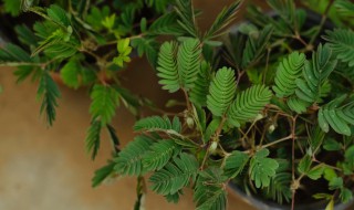 含羞草花语是什么（含羞草的花语是什么）