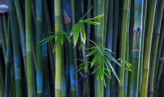 怎么用竹子做弩 怎么用竹子做弩过程图解