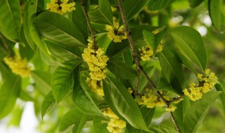 桂花种子什么时候播种（桂花种子什么时候播种合适）