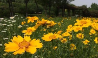 大金鸡菊什么季节开花 大金鸡菊什么季节开花结果