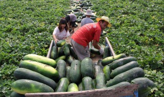 种冬瓜加什么肥料（种植冬瓜用什么肥料好）