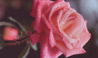 粉色玫瑰花可以放在水中养吗 粉色玫瑰花可以放在水中养吗图片