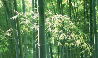 四季竹种植方法和注意事项（四季竹种植方法和注意事项有哪些）