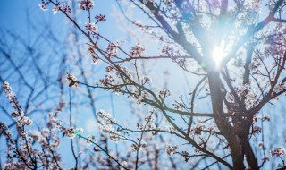 梅花的句子唯美短句（梅花的语句）