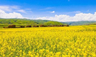 油菜花什么季节开（油菜花什么季节开花）