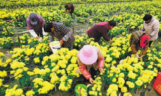 菊花采摘后如何加工 菊花采摘后如何加工泡茶喝