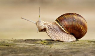 蜗牛的荣誉的寓意是什么（蜗牛的荣誉是一则什么故事）