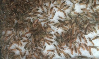鳌虾繁衍的方法 鳌虾配对繁殖