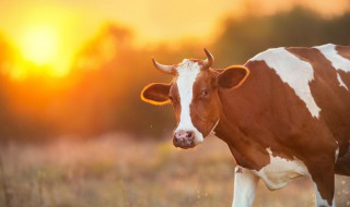 农村养牛技术和饲养方法（农村养牛怎么养赚钱）