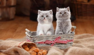 2至6月幼猫教养方法 2至6月幼猫饲养注意事项