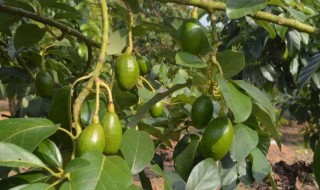 牛油果大面积种植方法 牛油果种植教程