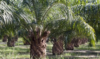 棕榈树的种植方法与技术（棕榈树栽培技术）