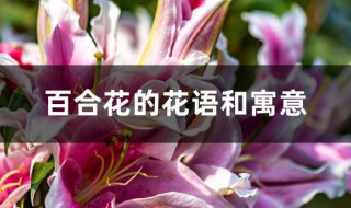 百合花的花语和寓意 白百合花的花语和寓意