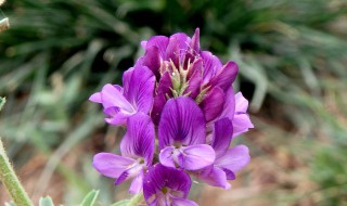 紫花苜蓿草种植时间和方法 紫花苜蓿草种植时间和方法图片