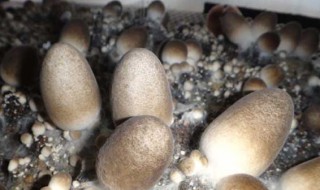 草菇菌种种植方法 草菇菌种种植方法及管理技术