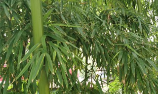 竹盆栽的养殖方法（红天竹盆栽的养殖方法）