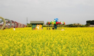 油菜花能用五彩缤纷形容吗 油菜花能用五彩缤纷形容吗为什么