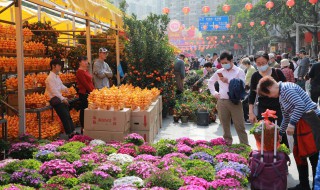 净化空气有哪些花 净化空气的有哪些花