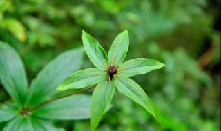 重楼是什么植物（重楼是什么植物能起到什么作用）