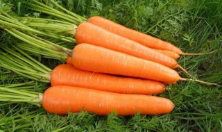胡萝卜是感光食物吗（10种美白的蔬菜）