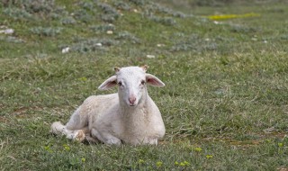养羊怎么做草料 养羊怎么做草料好吃
