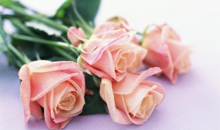 单支玫瑰花的包装方法教程（单支玫瑰花包装视频 花束包装教程）