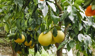 柚子树的栽植方法 柚子树的栽植方法和技术