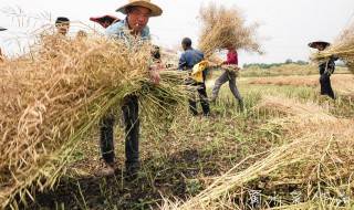 收油菜籽的正确方法（收油菜籽的过程）